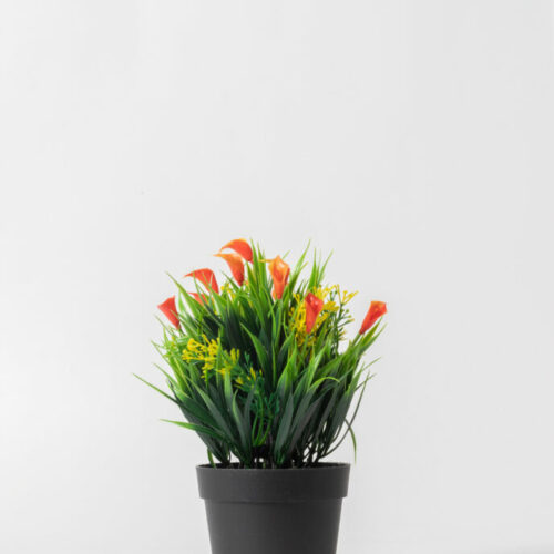 Planta Campanilla 23,50 cm