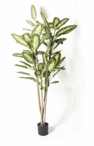 Planta Amoena 190 cm