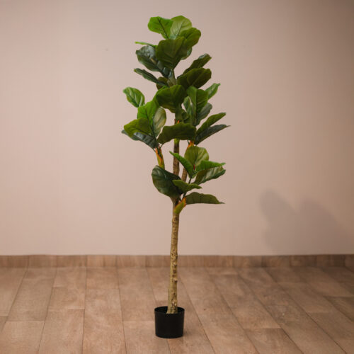 Planta Uquía 150Cm 150 cm