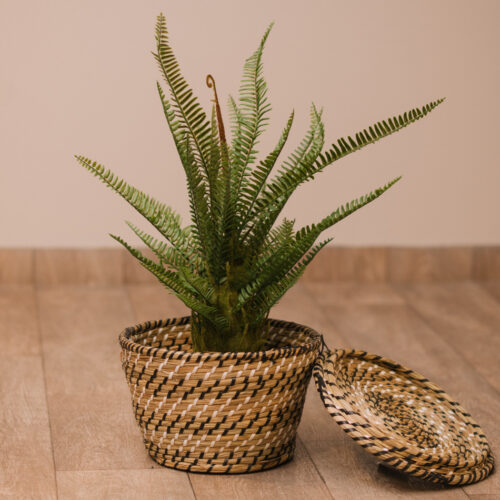 Planta Atamisqui 50Cm 50 cm