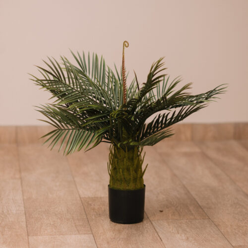Planta Pehuajó 45 Cm 45 cm