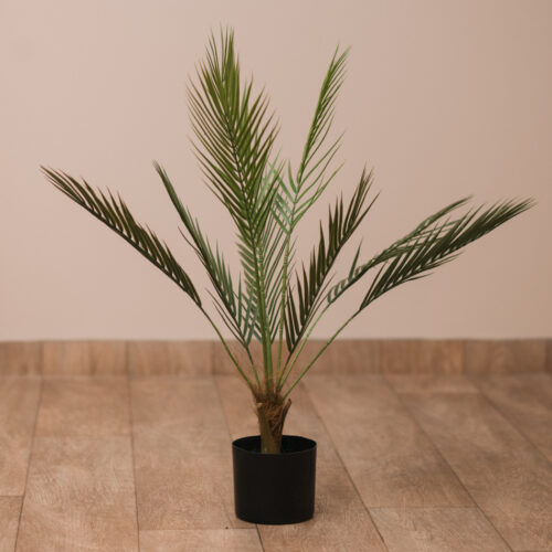 Planta Claromeco 65 Cm 65 cm