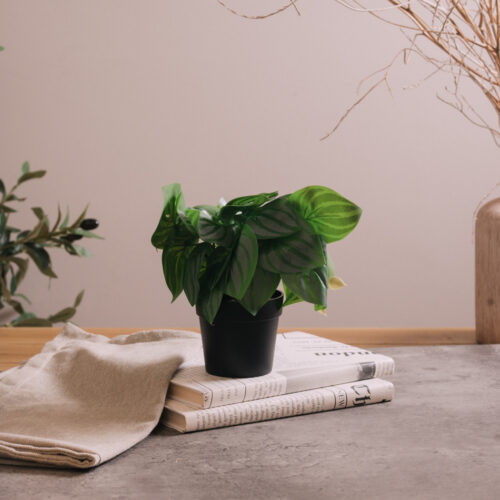 Planta Boke 23 x 23 x 16 cm