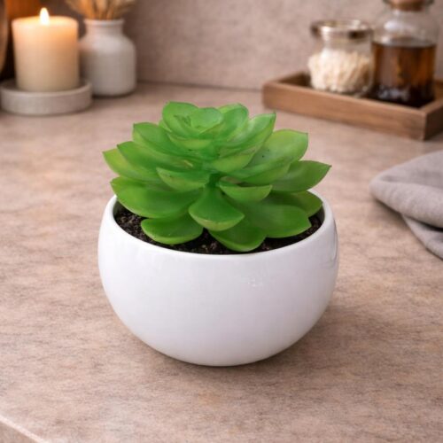 Planta Semporna (Suculenta) 8 x 10 Cm