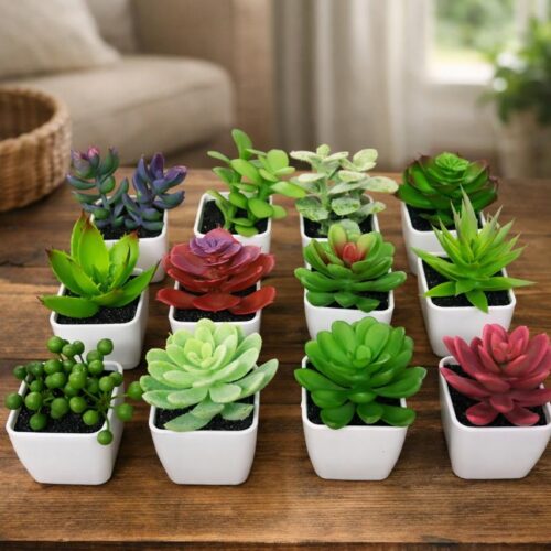 Planta Sepang Mix Surtido 5 x 8 Cm